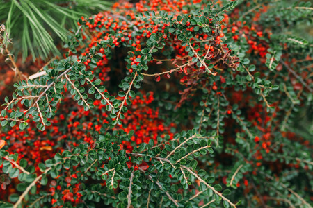 Tree with red berries ,green foliage,fence green,background image,to insert textの写真素材