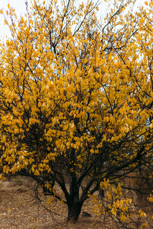 Autumn leaves on a tree background picture can be used to insert textの写真素材