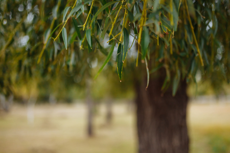 Spring picture ,tree, and green,background image ,suitable for text insertionの写真素材