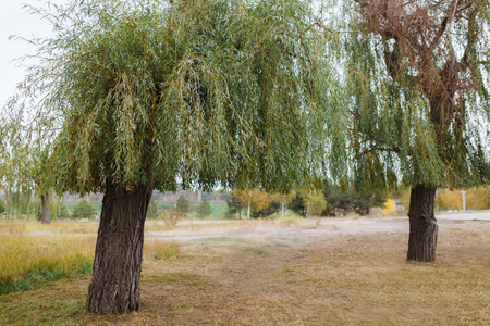 Spring picture ,tree, and green,background image ,suitable for text insertionの写真素材