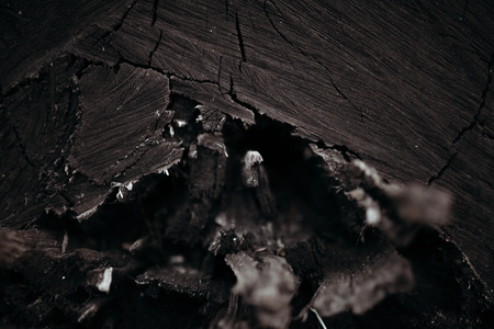 Tree bark. background image. advertising text insertionの写真素材
