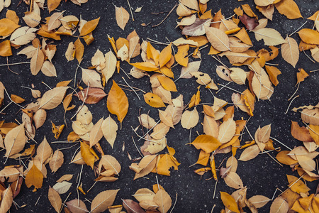 Autumn leaves. road. background. background image for advertising insert textの写真素材