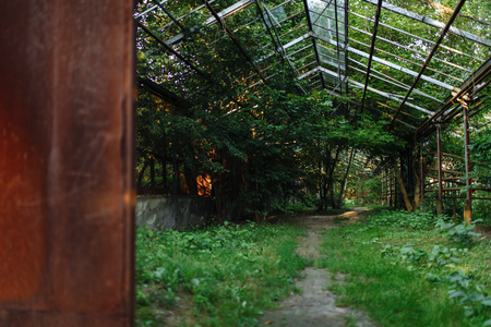 nature. greenhouse. vegetation. background image for advertising insert textの写真素材