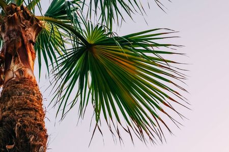 Palm tree against the blue sky
