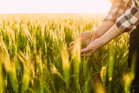 Close-up of a hand on a wheat field against the background of a Sunny sunset