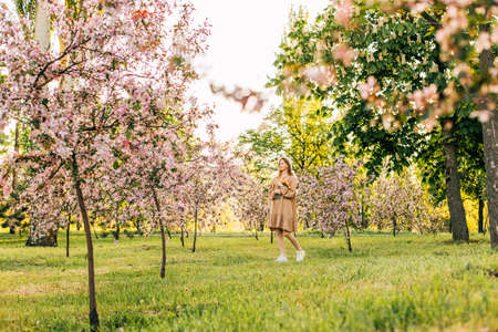 Blooming fruit trees, trees blooming in the garden against a blue, spring sky, trees with pink cherry flowers, Datcaの写真素材