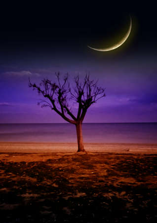 lone tree standing by the sea lit by moonlightの写真素材