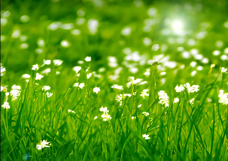 surface of green grass with daisies seen from aboveの写真素材