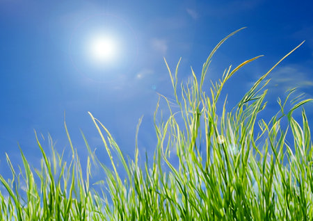 fresh young green grass against blue skyの写真素材