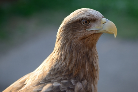 photo close-up eagle bird beakの写真素材
