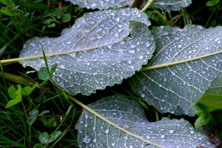 morning dewの写真素材