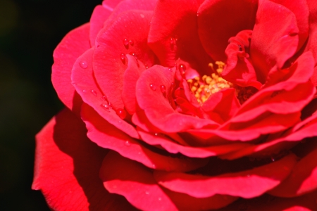 Roseの写真素材