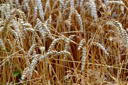 wheatの写真素材
