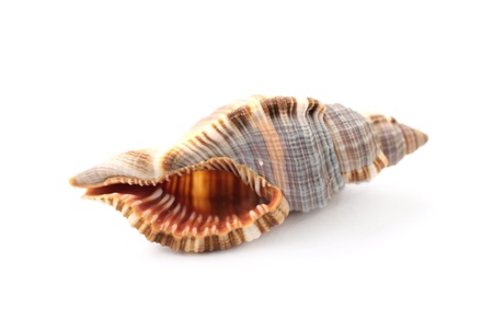 Cockleshell from sea  close up on white backgroundの写真素材