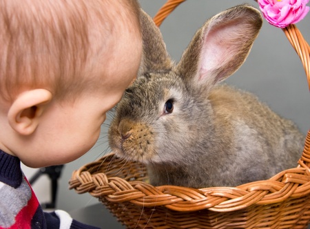 rabbitの写真素材