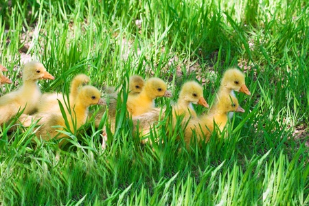 gooses in a grassの写真素材