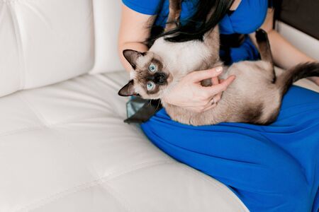 Siamese cat with beautiful blue eyesの写真素材