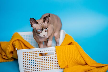 beautiful sphynx cat with blue eyes on a blue background