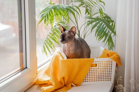 Sphynx cat with blue eyes sits in a basketの写真素材