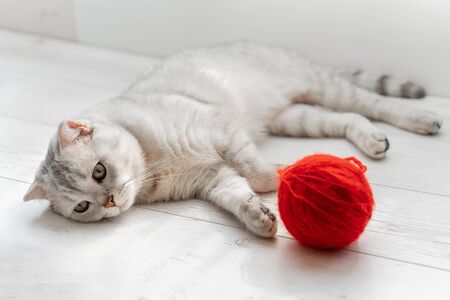 Scottish fold cat. Plays with a red ball of thread on a white laminateの写真素材