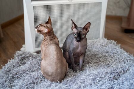 two sphynx cats are sitting by the heater, warming themselves. The heating season is overの写真素材