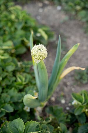 onion seeds, large head on the stemの写真素材