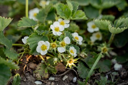 blooming green strawberry bushes, a lot of ovaryの写真素材