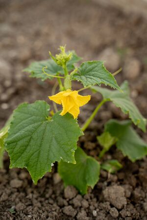 cucumber seedlings, beautiful green in clean soilの写真素材