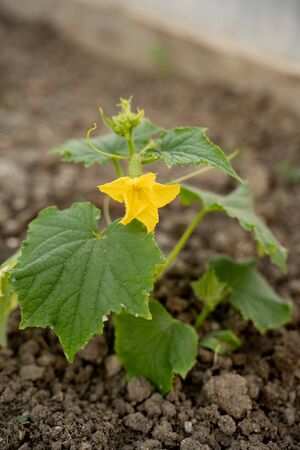 cucumber seedlings, beautiful green in clean soilの写真素材