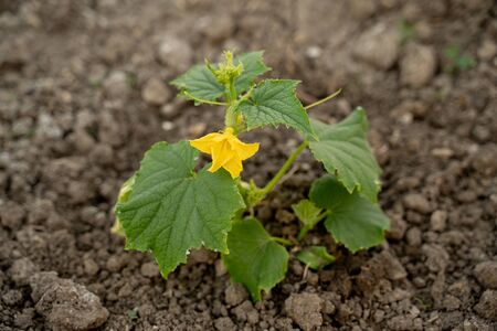 cucumber seedlings, beautiful green in clean soilの写真素材