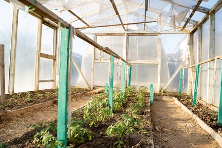 tomato seedlings, beautiful green in clean soil in a greenhouseの写真素材