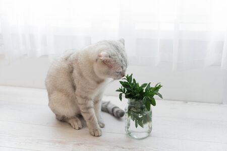 mint in a transparent glass. Healthy eating concept. Scottish breed cat sniffing herの写真素材