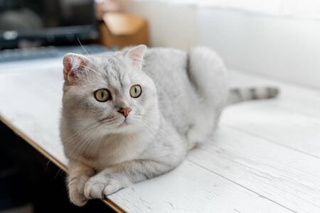 Scottish fold cat. Lying on a white laminate near a white curtainの写真素材