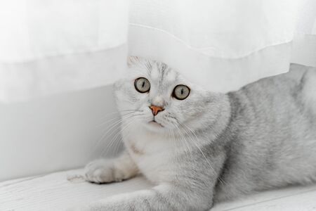 Scottish fold cat. Lying on a white laminate near a white curtainの写真素材