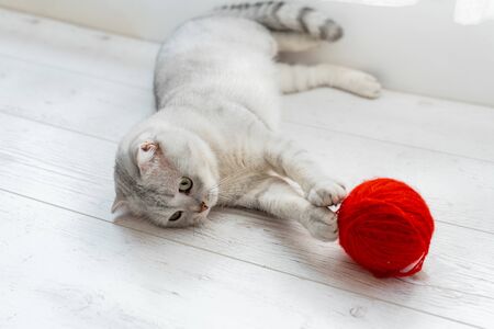 Scottish fold cat. Plays with a red ball of thread on a white laminateの写真素材