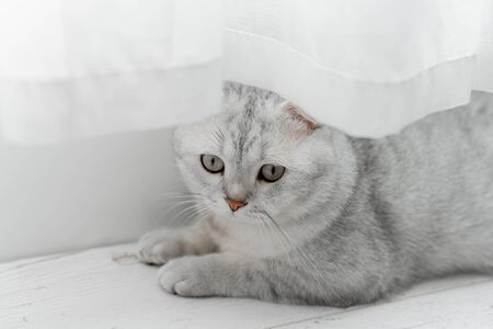 Scottish fold cat. Lying on a white laminateの写真素材