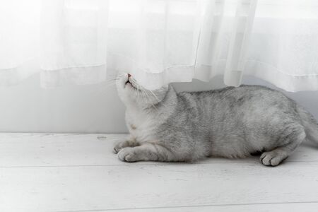Scottish fold cat. Lying on a white laminateの写真素材