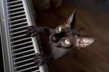 one cat is dark, sphynx breedの写真素材