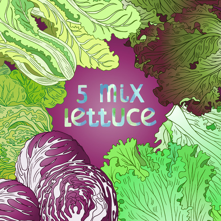 Hand drawn illustration with five lettuce sorts. Fully editable vector illusytration with clipping masks. Mix lettuce set on purple background signed with watercolor letters.のイラスト素材