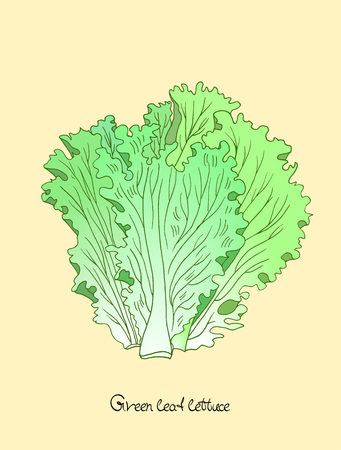 Green leaf lettuce vector illustration in engraved style with lettering.のイラスト素材