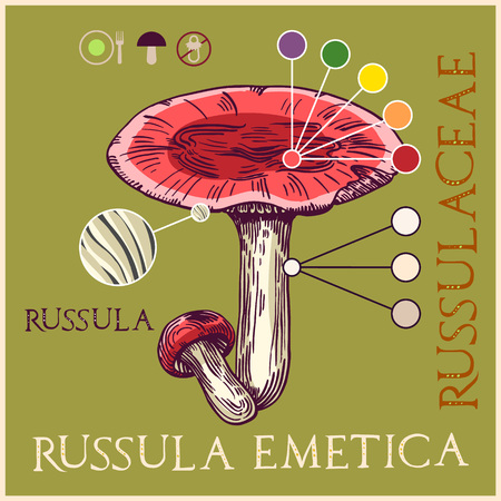 Russula mushroom in engraved style. Subscribed with characteristics and several titles. Vector illustration with infographic elements and lettering.のイラスト素材