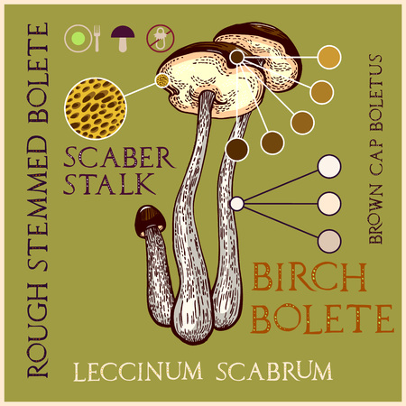 Brown-cap boletus in engraved style. Subscribed with characteristics and several titles. Vector illustration with infographic elements and lettering.のイラスト素材