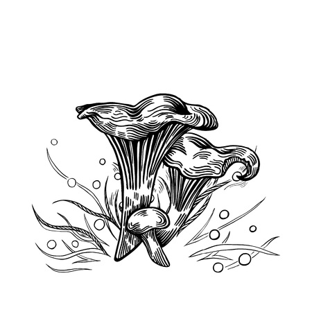 Girolle mushroom with grass on background in engraved style. Vector illustration.のイラスト素材