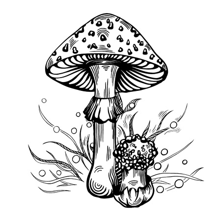 Fly agaric mushroom with grass on background in engraved style. Vector illustration.のイラスト素材