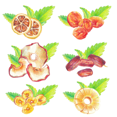 Dry fruits and mint leaves compositions drawn with color pencil in realistic style. Isolated on white background.の写真素材