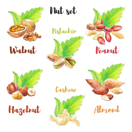 Nut set hand drawn with colored pencil. Different nut types isolated on white background with green mint leaves.の写真素材