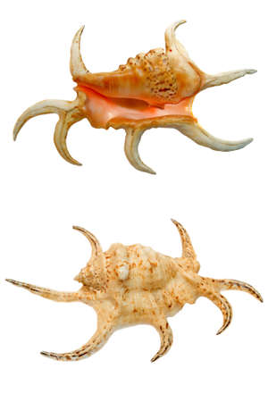 Sea shell isolated on white. Front view and back viewの写真素材