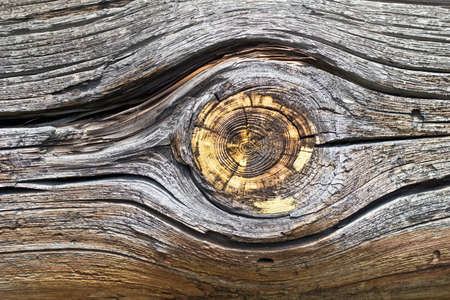 Wooden (pine) cut texture