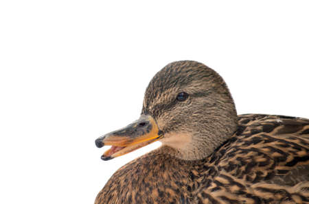 Female mallard duck isolated on a white backgroundの写真素材