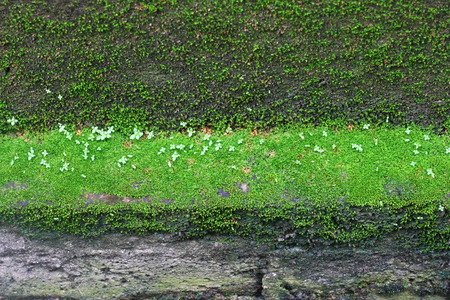 Green moss on Wallの写真素材